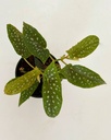 Begonia maculata