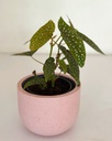 Begonia maculata