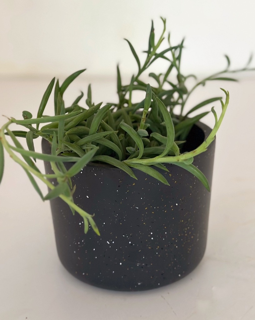 Senecio radicans (String of Bananas)