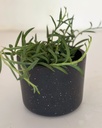 Senecio radicans (String of Bananas)