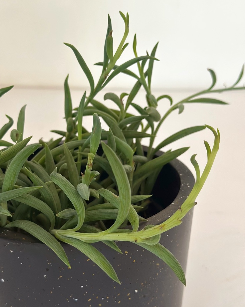 Senecio radicans (String of Bananas)