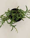 Senecio radicans (String of Bananas)