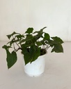 Syngonium 'Green Fantasy'