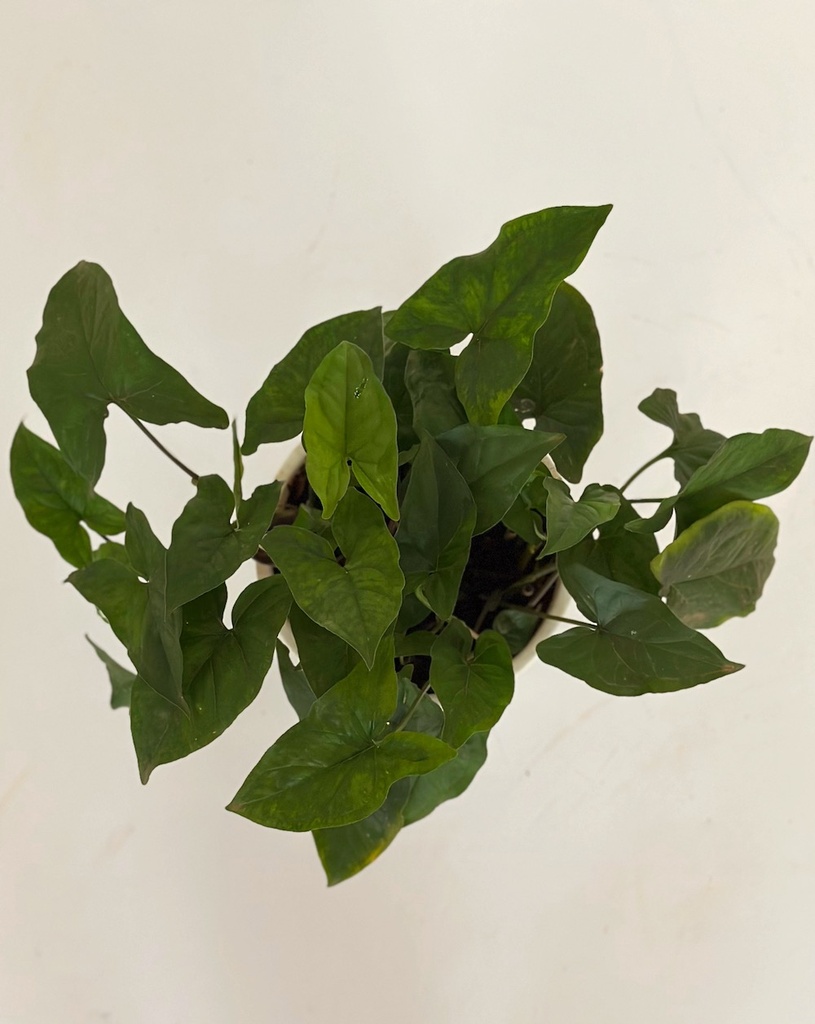 Syngonium 'Green Fantasy'