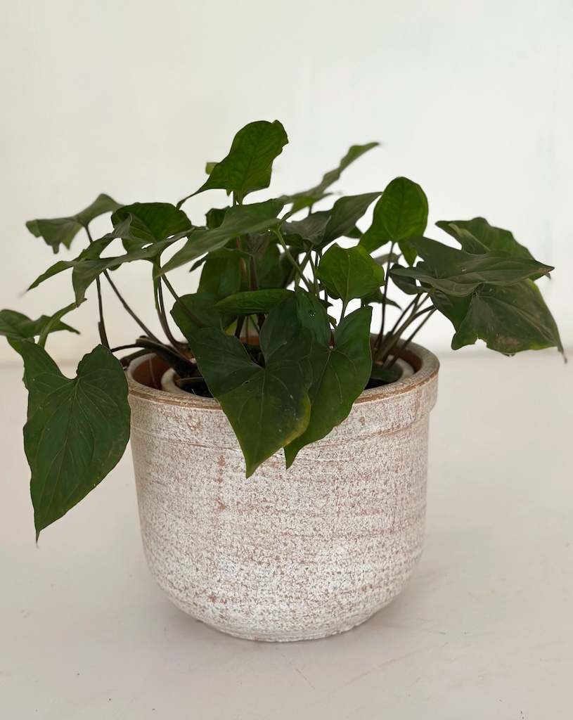Syngonium 'Green Fantasy'