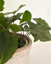 Syngonium 'Green Fantasy'