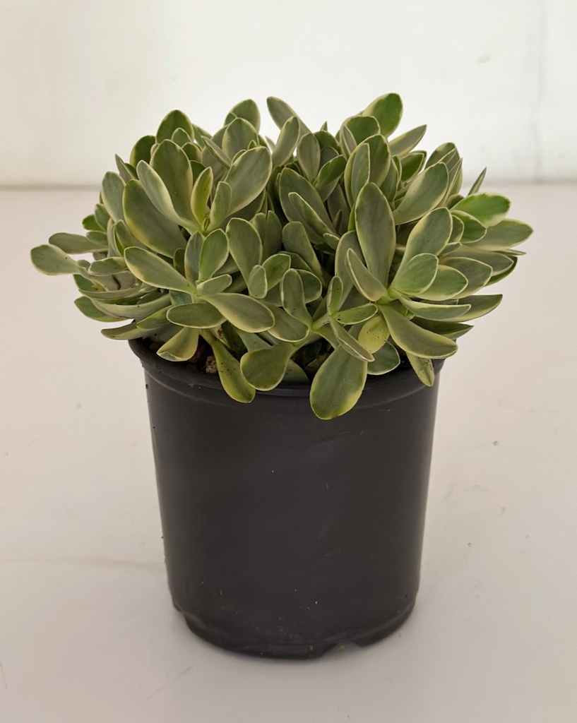 Crassula swaziensis variegata