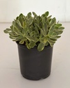 Crassula swaziensis variegata