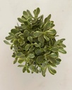 Crassula swaziensis variegata