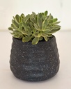 Crassula swaziensis variegata