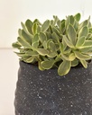Crassula swaziensis variegata
