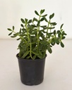 Crassula cephalophora
