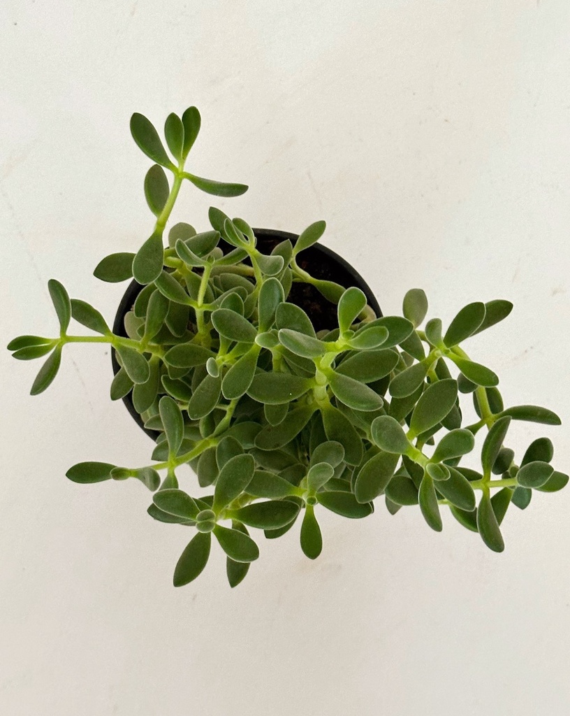 Crassula cephalophora