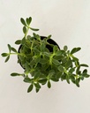Crassula cephalophora
