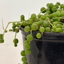 Senecio rowleyanus