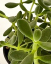 Crassula cephalophora