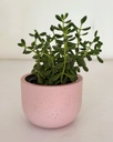 Crassula cephalophora