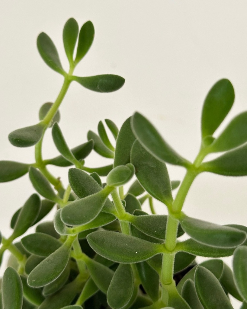 Crassula cephalophora