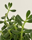 Crassula cephalophora