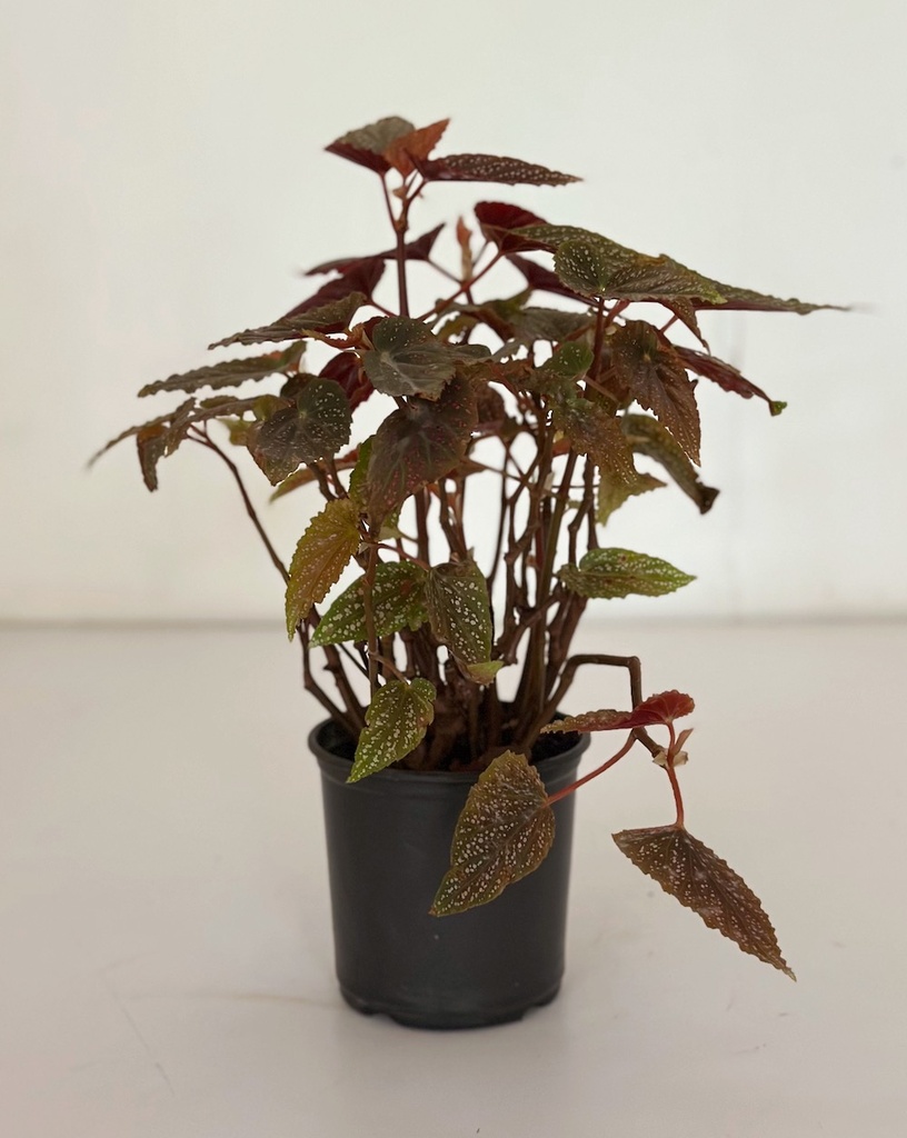 Begonia 'Begino Pink'