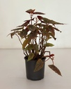 Begonia 'Begino Pink'