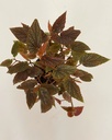Begonia 'Begino Pink'