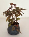 Begonia 'Begino Pink'