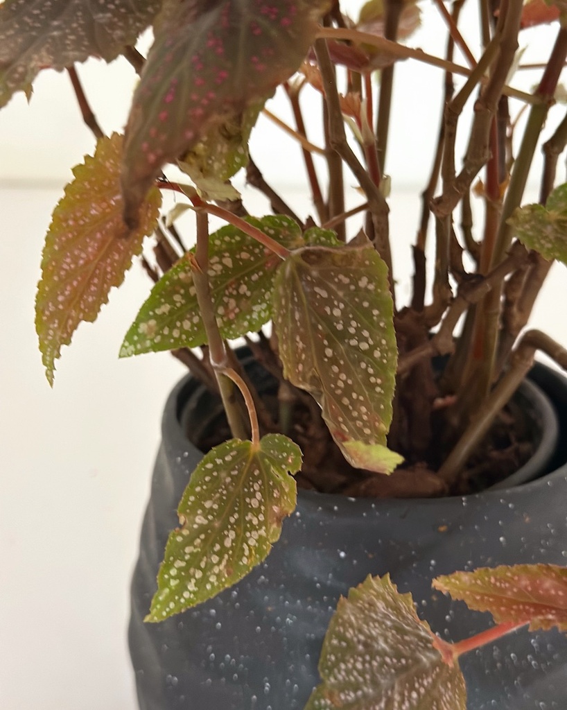 Begonia 'Begino Pink'