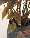 Begonia 'Begino Pink'