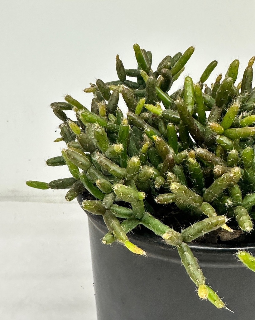 Rhipsalis baccifera