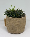 Rhipsalis baccifera