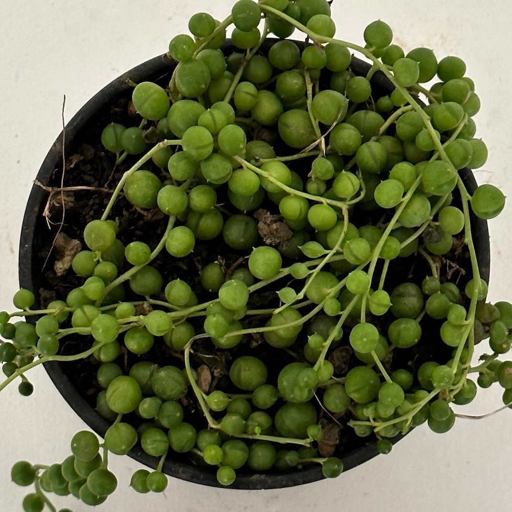 Senecio rowleyanus