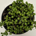 Senecio rowleyanus