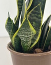 Sansevieria superba