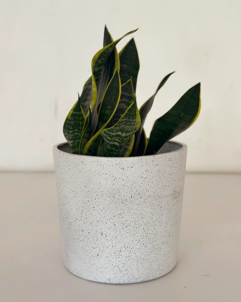 Sansevieria superba