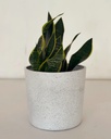 Sansevieria superba
