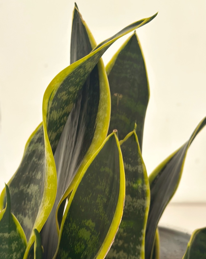 Sansevieria superba