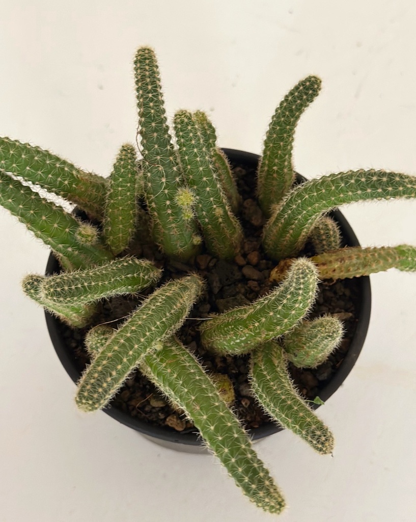 Echinopsis chamaecereus (Peanut cactus)