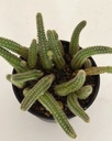 Echinopsis chamaecereus (Peanut cactus)