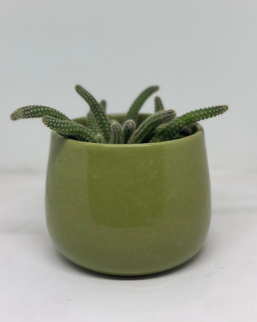 Echinopsis chamaecereus (Peanut cactus)