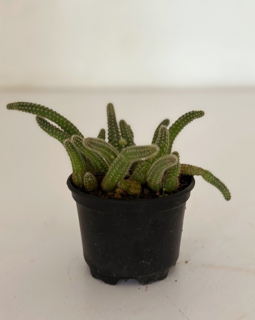 Echinopsis chamaecereus (Peanut cactus)