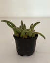 Echinopsis chamaecereus (Peanut cactus)