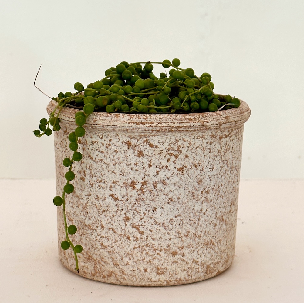 Senecio rowleyanus