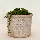 Senecio rowleyanus
