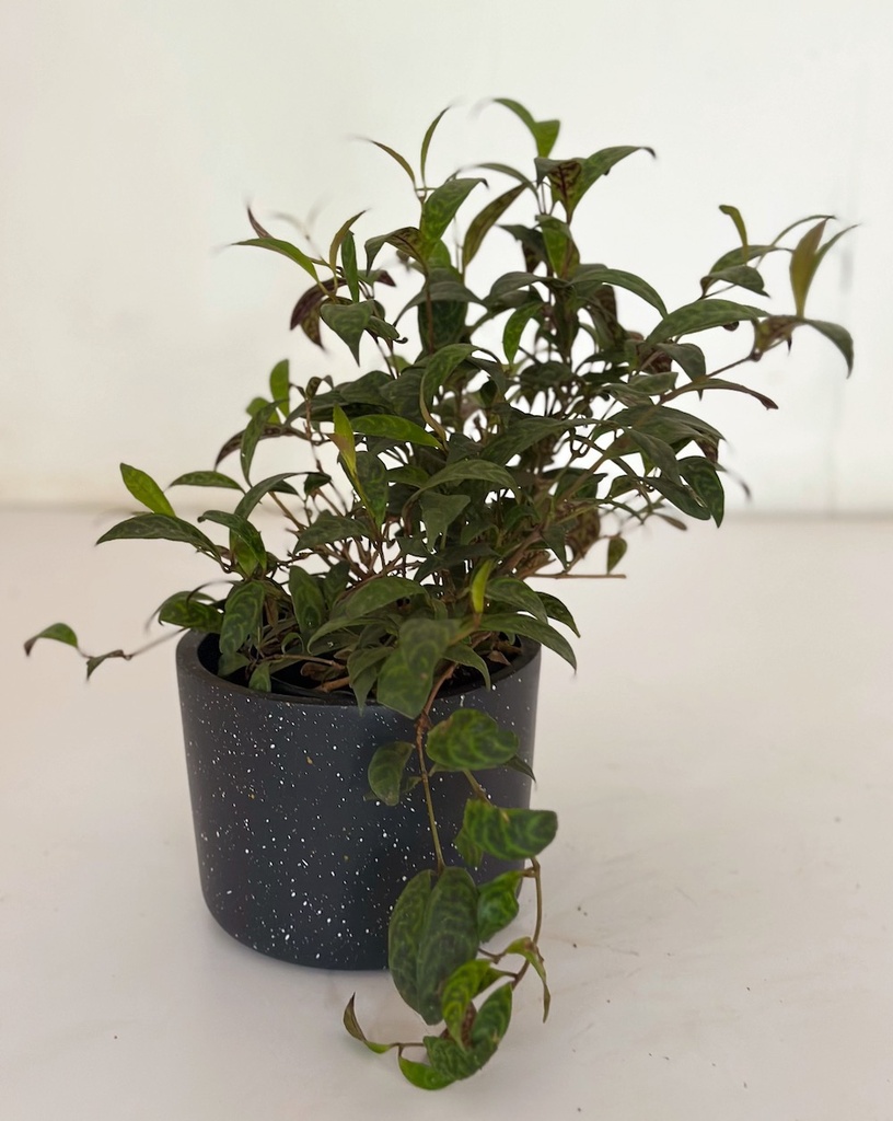 Aeschynanthus longicaulis (Lipstick Plant)