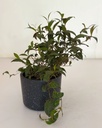 Aeschynanthus longicaulis (Lipstick Plant)