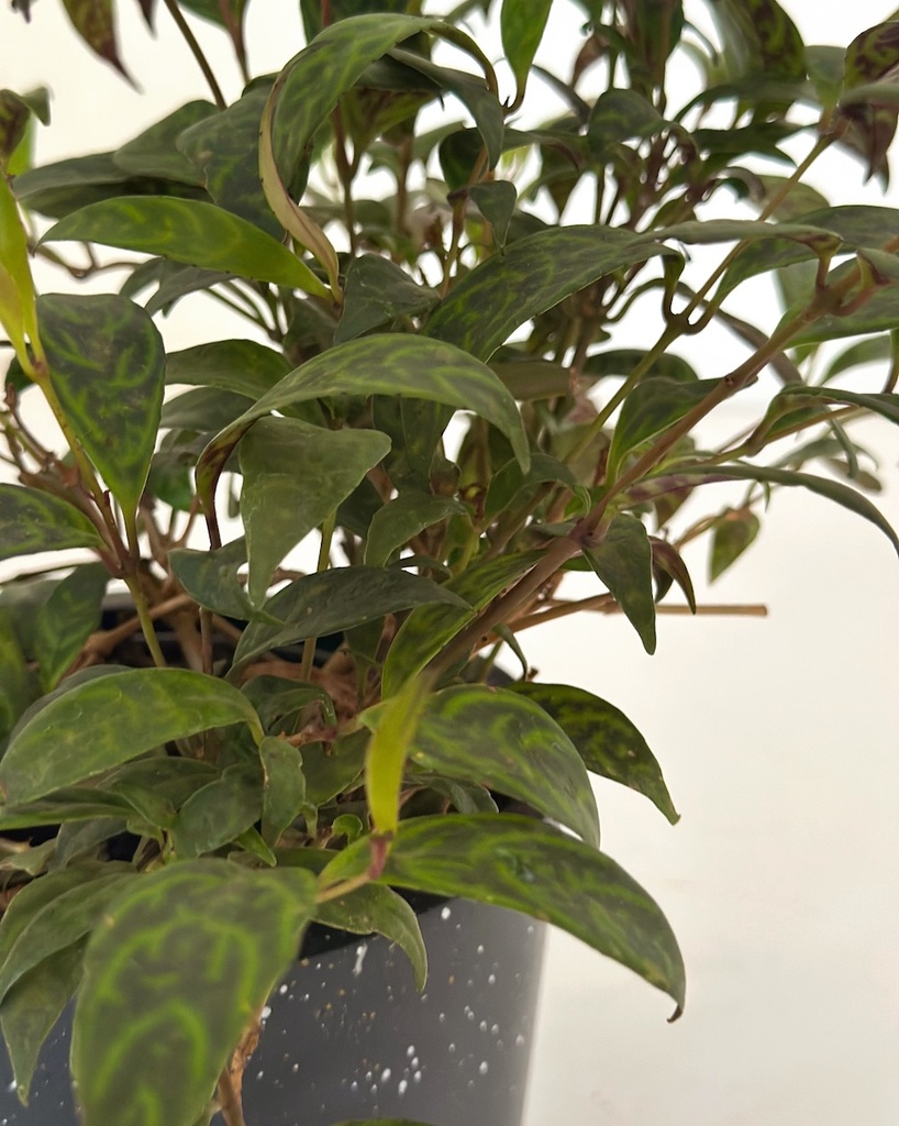 Aeschynanthus longicaulis (Lipstick Plant)