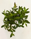 Aeschynanthus longicaulis (Lipstick Plant)