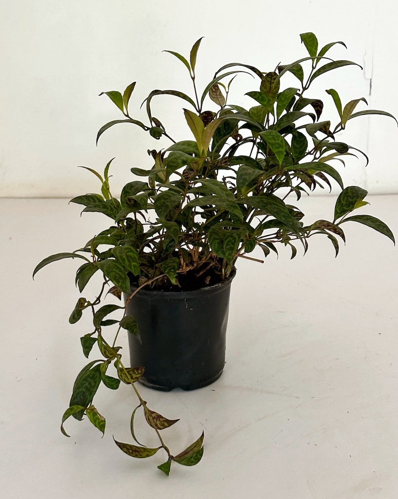 Aeschynanthus longicaulis (Lipstick Plant)