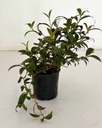 Aeschynanthus longicaulis (Lipstick Plant)